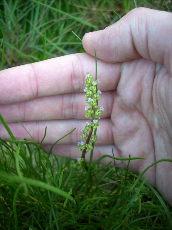 Triglochin bulbosum / Giucastrello di Barrelier